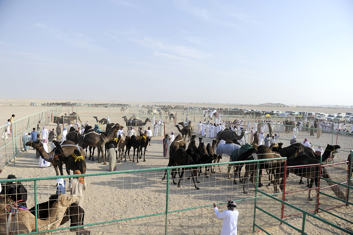 الهجانة السلطانية تنظم فعاليات الهجن بمحافظة ظفار 